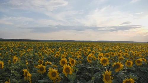 Vibrant Sunflower Field at Sunset