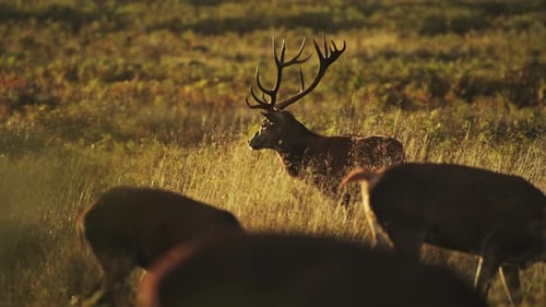 Männliche Rothirsche (Cervus elaphus) im Regen während der Hirschbrunst bei Sonnenuntergang in wunderschöner goldener Sonne l