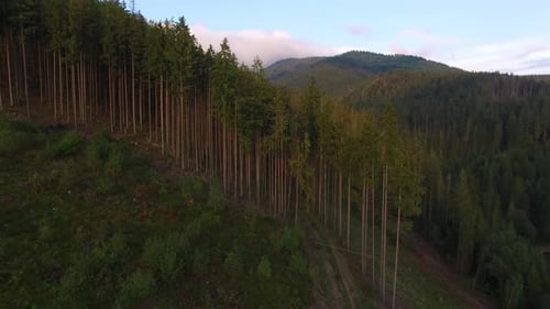 Deforestation, Aerial drone view of forest destroyed in Ukraine