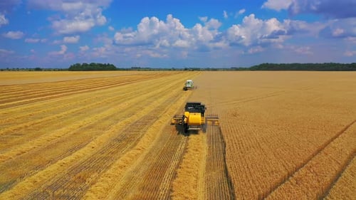 Combine Harvester Agricultural Machine Ride in the Field of Golden Ripe Wheat