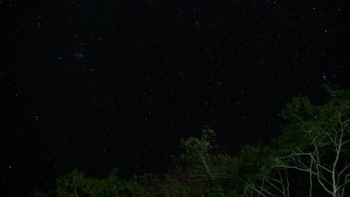 Twinkling Stars Over Lush Green Tree Tops