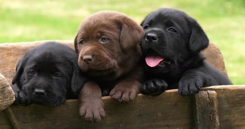 Labrador Retriever, braune und schwarze Welpen in einer Schubkarre, Normandie in Frankreich, Zeitlupe 4K
