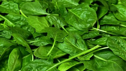 Green spinach leaves. Greens rotating background. Fresh organic spinach leaves