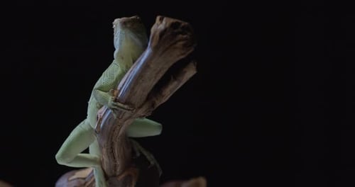 Beautiful Green Iguana Sitting on Top of a Tree Branch and Looking Around