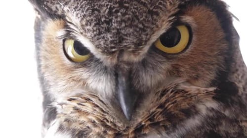 Horned owl close up - portrait of a bird of prey on white background
