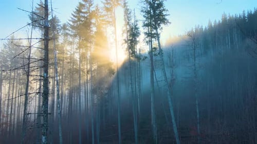 Aerial View of Brightly Illuminated with Sunlight Beams Foggy Dark Forest with Pine Trees at Autumn