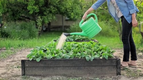 Woman Waters Vegetable Garden with Watering Can