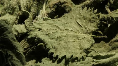 Slow pan on dry common nettle Urtica dioica leaves 4K footage