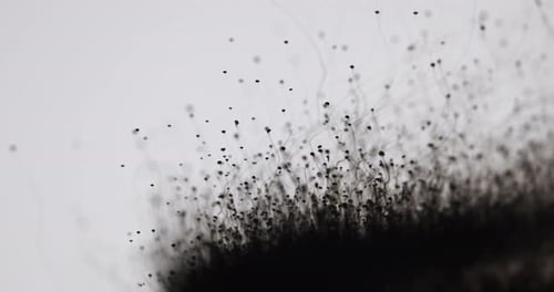Pilzähnliche Tinte