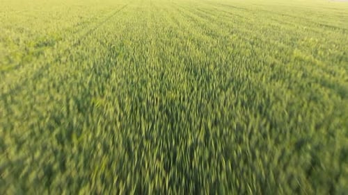 Luftaufnahme des riesigen grünen Weizengebiets von einer niedrig fliegenden Drohne bei Sonnenuntergang im Sommer
