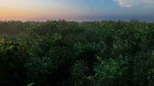 Über dem Wald bei Sonnenuntergang 2k