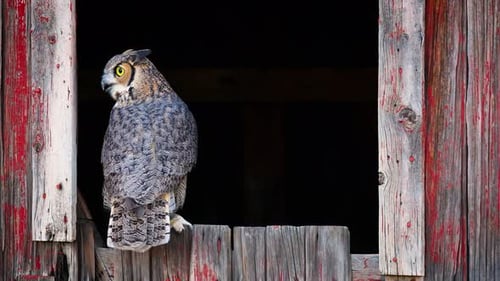 Majestic Great Horned Owl Perched on Rustic Wood