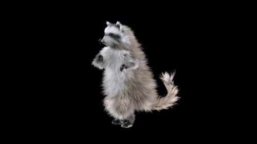 Animated Raccoon Dancing on Two Legs for Fun Content
