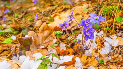 Spring Flowers Bloom with Snow and Orange Leaves
