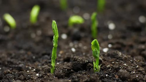 Green Sprouts Emerging from Dark Soil