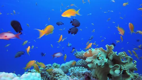 Underwater Colourful Reef Fish