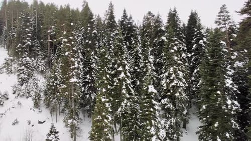 Winterwald