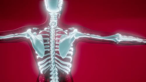 3D Render of Human Skeleton and Nervous System
