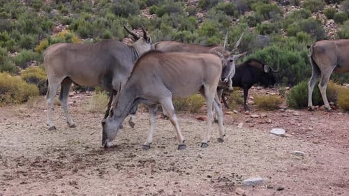 Nahaufnahme einer Antilope, die Nahrung vom Boden isst