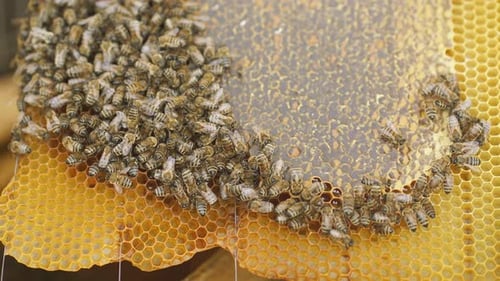 Honeycomb with Bee Bread. Bees Pack Honeycomb with Bee Bread.