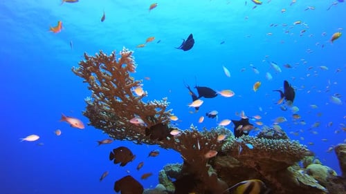 Underwater Colourful Tropical Fishes