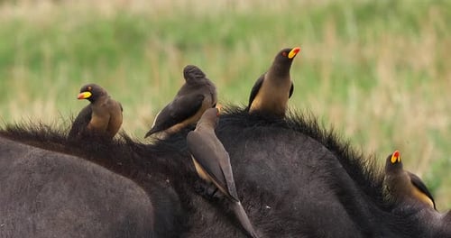 Buffle d'Afrique, syncerus caffer, adulte avec pic à bec jaune, buphagus africanus