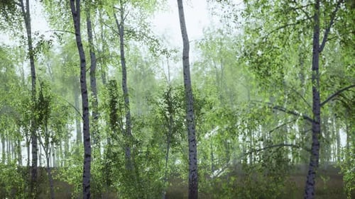 Birch Grove on a Sunny Summer Day Landscape