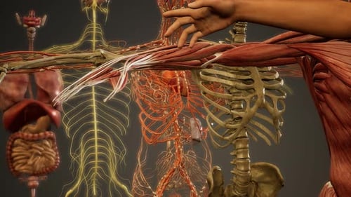 Animated 3D Human Anatomy Scan and Medical Education
