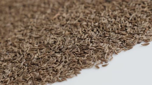 Panning over meridian fennel seed 4K footage