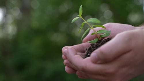 Grüne Pflanze in Händen halten 86