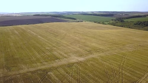 Aerial View of Yellow Agriculture Wheat Field Afted Harvesting in Late Summer