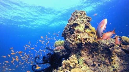 Reef Coral Scene