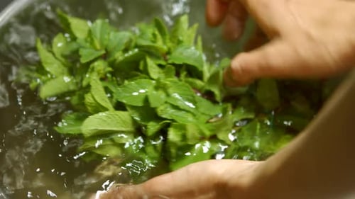 Washing Fresh Mint Leaves in a Bowl