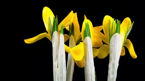 Bright Yellow Flowers Blooming Time Lapse Close Up