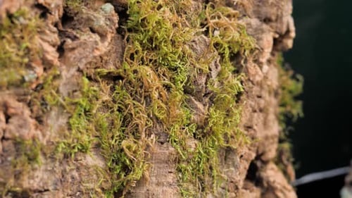 Close Up an Old Tree Bark with One Yellow Leaf and Green Moss on a Background of Autumn Forest