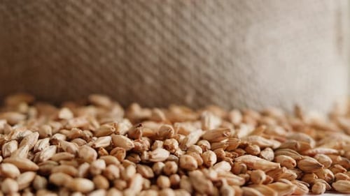 Closeup de grãos de malte