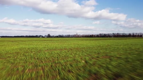 Green sprouts of wheat in the field. Aerial view.