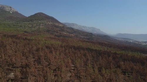 Pine Tree Green Brown Mountain Burnt Tree