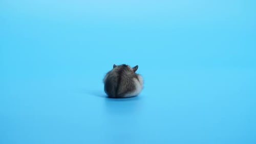 Hamster from Behind on Light Blue Background