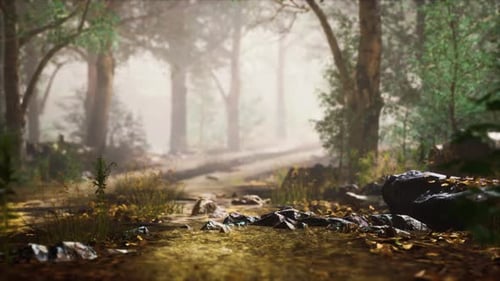 Summer Forest with Deep Fog