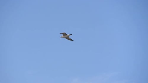 Flying Seagull Against the Blue Sky