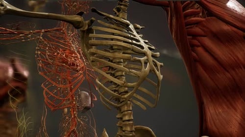Detailed 3D Human Body Anatomy Scan Animation