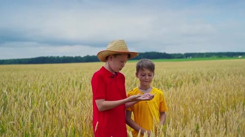Brothers on wheat field. Happy children having fun outdoors on wheat field