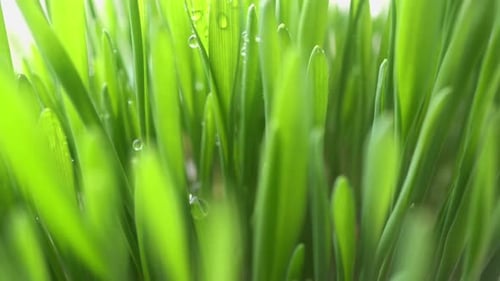 Dew On Field Grass Background