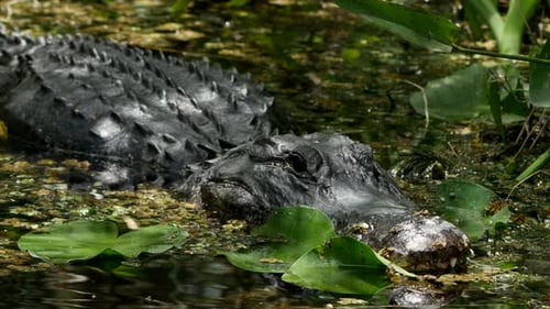 American Alligator Resting Among Lily Pads in Swamp