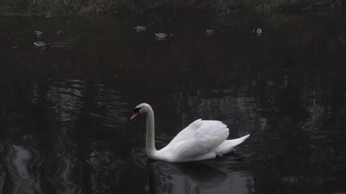 Un cygne simple gracieux flotte sur l'eau avec des canards, tir de suivi moyen