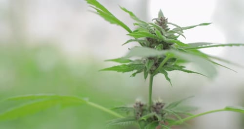 A green, large leaf of cannabis in backlit, daytime light hemp leaves. In the sun, hemp is swaying