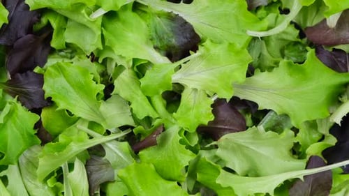 Bright Fresh Salad Greens Close Up Background