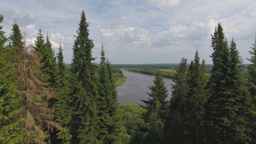 Flug zwischen Tannen