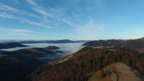 Foggy Green Pine Forest with Canopies of Spruce Trees and Sunrise Rays Shining Through Branches in